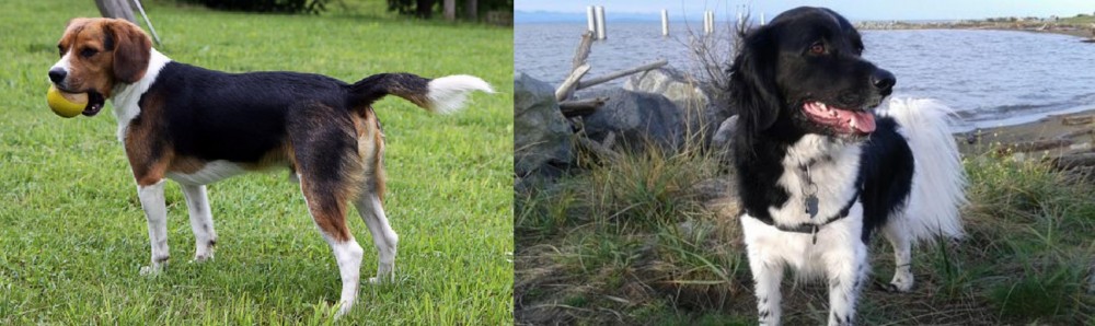 Stabyhoun vs Beaglier - Breed Comparison