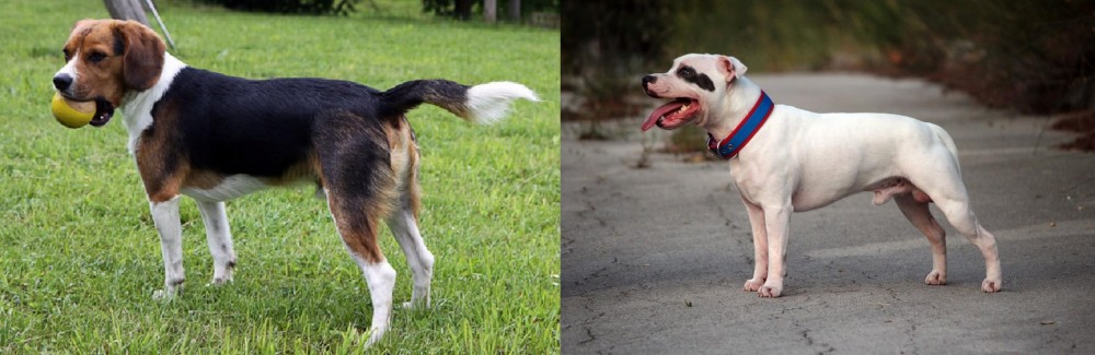 Staffordshire Bull Terrier vs Beaglier - Breed Comparison