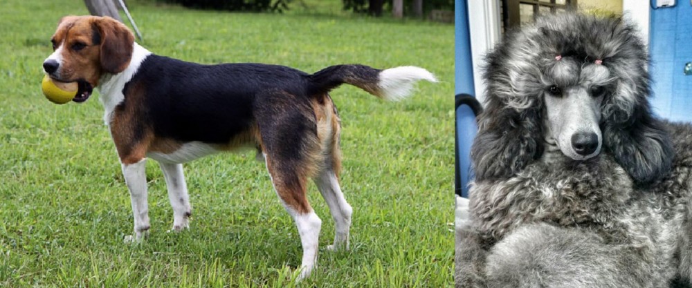 Standard Poodle vs Beaglier - Breed Comparison