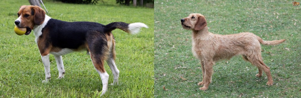 Styrian Coarse Haired Hound vs Beaglier - Breed Comparison