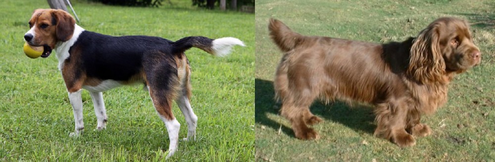 Sussex Spaniel vs Beaglier - Breed Comparison