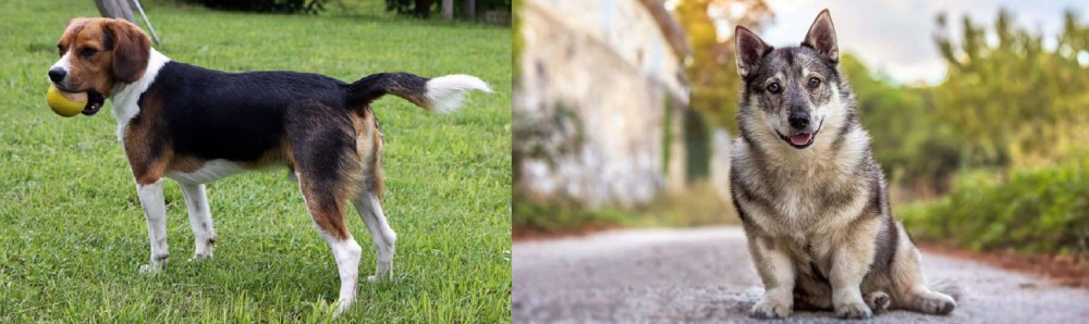 Swedish Vallhund vs Beaglier - Breed Comparison