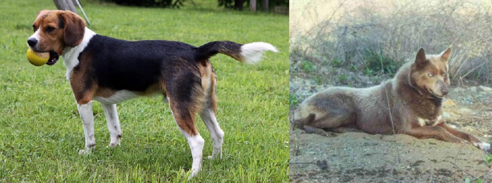 Tahltan Bear Dog vs Beaglier - Breed Comparison