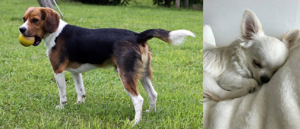 Tea Cup Chihuahua vs Beaglier - Breed Comparison