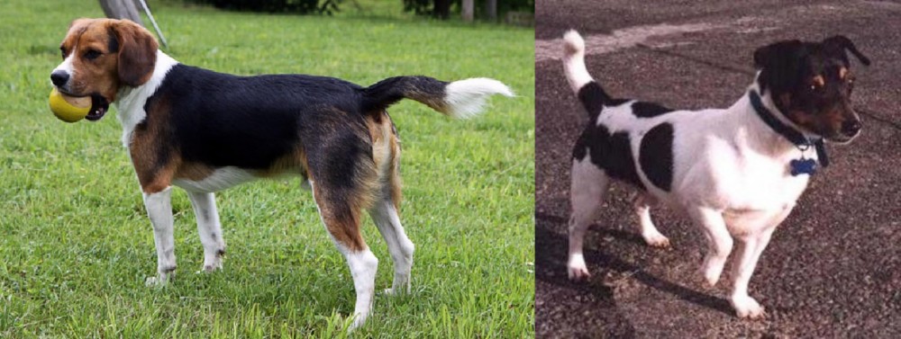 Teddy Roosevelt Terrier vs Beaglier - Breed Comparison