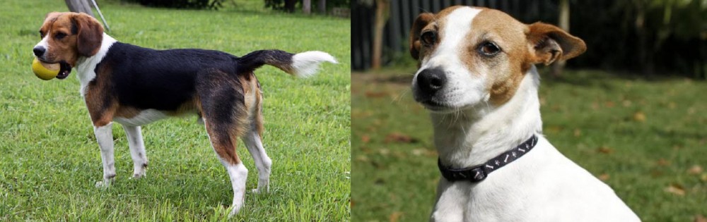 Tenterfield Terrier vs Beaglier - Breed Comparison