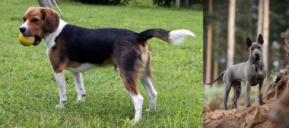 Thai Ridgeback vs Beaglier - Breed Comparison