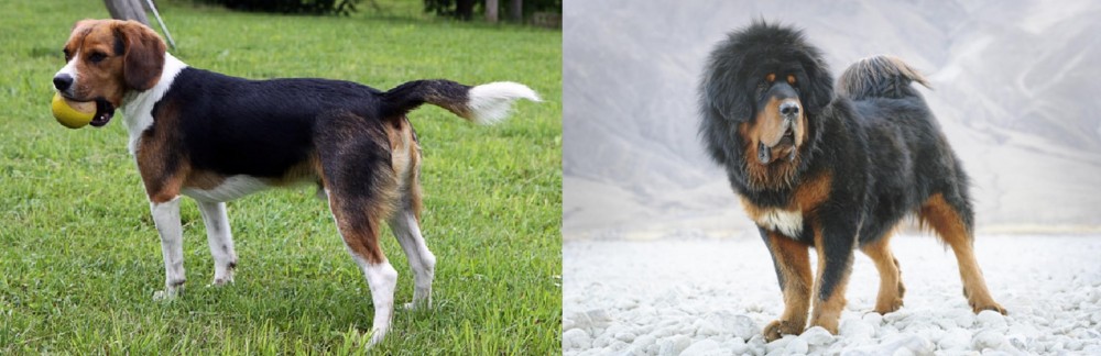 Tibetan Mastiff vs Beaglier - Breed Comparison