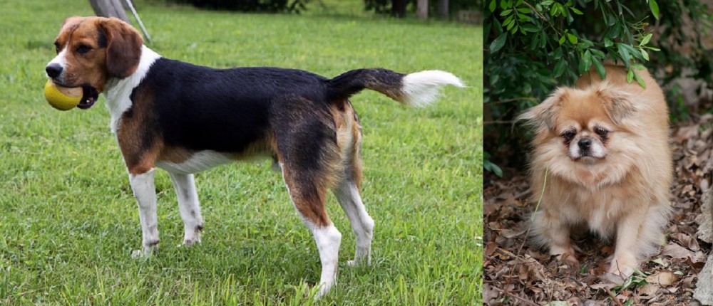 Tibetan Spaniel vs Beaglier - Breed Comparison