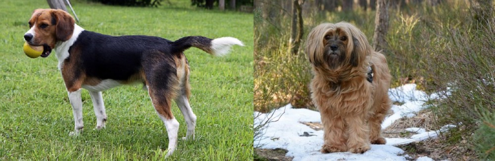 Tibetan Terrier vs Beaglier - Breed Comparison