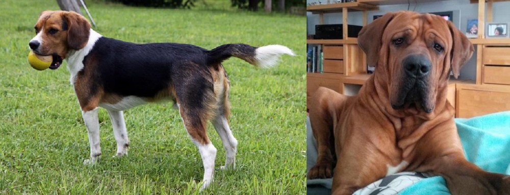 Tosa vs Beaglier - Breed Comparison