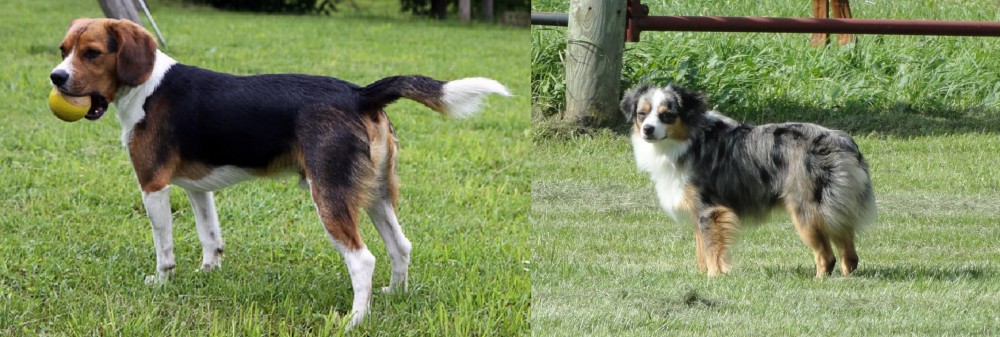 Toy Australian Shepherd vs Beaglier - Breed Comparison