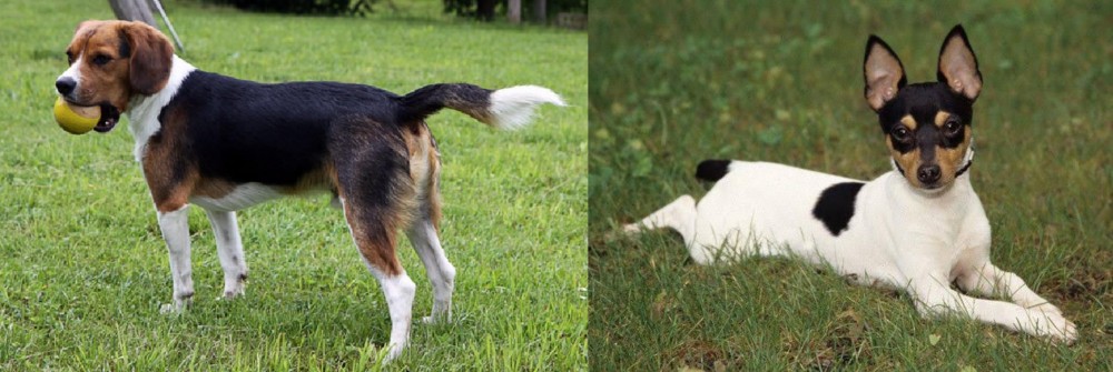Toy Fox Terrier vs Beaglier - Breed Comparison