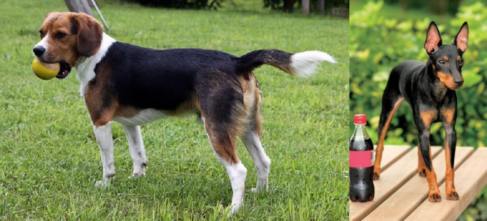 Toy Manchester Terrier vs Beaglier - Breed Comparison