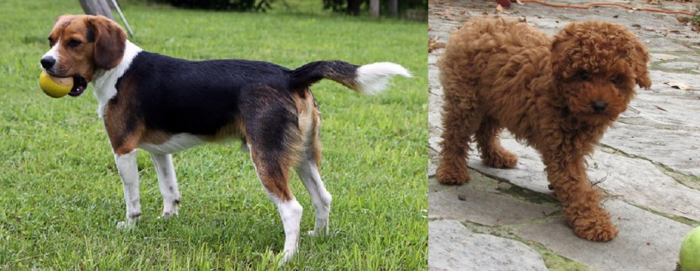 Toy Poodle vs Beaglier - Breed Comparison