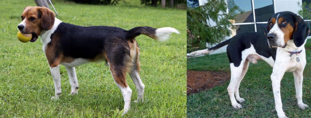 Treeing Walker Coonhound vs Beaglier - Breed Comparison