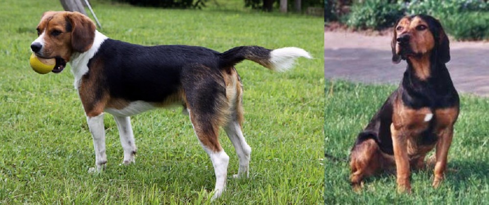 Tyrolean Hound vs Beaglier - Breed Comparison