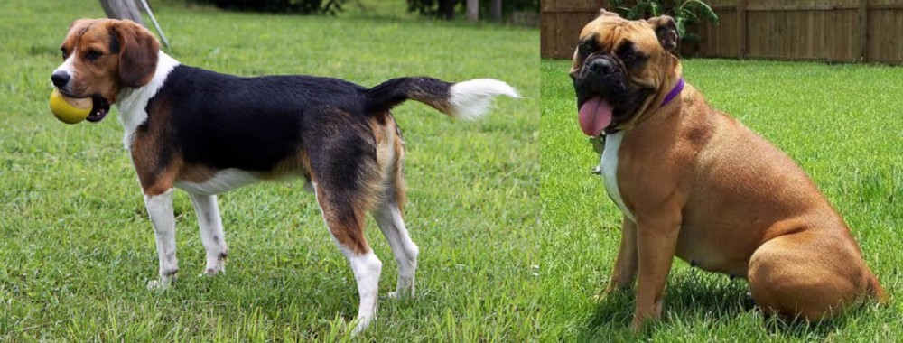 Valley Bulldog vs Beaglier - Breed Comparison