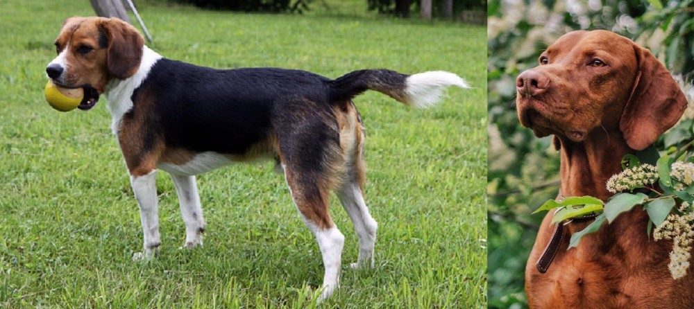 Vizsla vs Beaglier - Breed Comparison