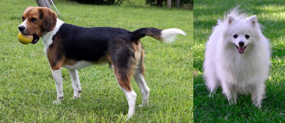 Volpino Italiano vs Beaglier - Breed Comparison