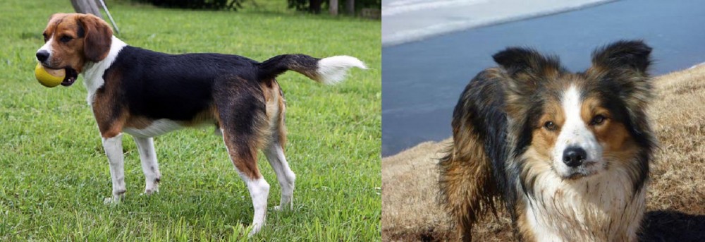 Welsh Sheepdog vs Beaglier - Breed Comparison