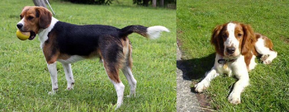 Welsh Springer Spaniel vs Beaglier - Breed Comparison