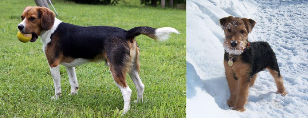 Welsh Terrier vs Beaglier - Breed Comparison