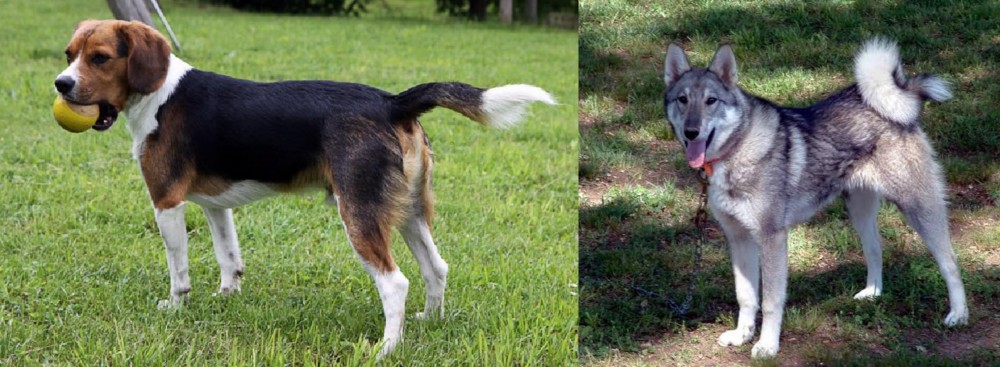 West Siberian Laika vs Beaglier - Breed Comparison