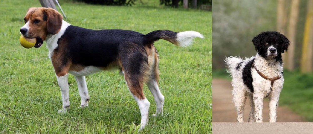 Wetterhoun vs Beaglier - Breed Comparison