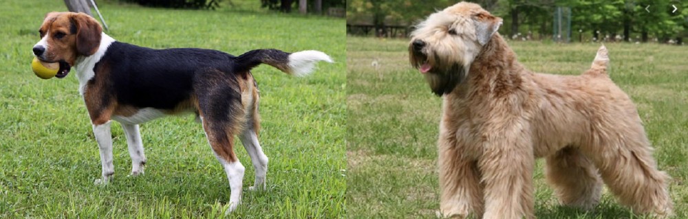 Wheaten Terrier vs Beaglier - Breed Comparison