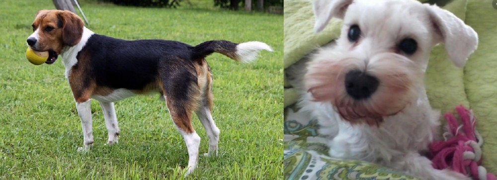 White Schnauzer vs Beaglier - Breed Comparison