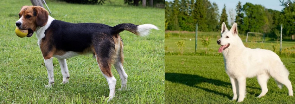 White Shepherd vs Beaglier - Breed Comparison