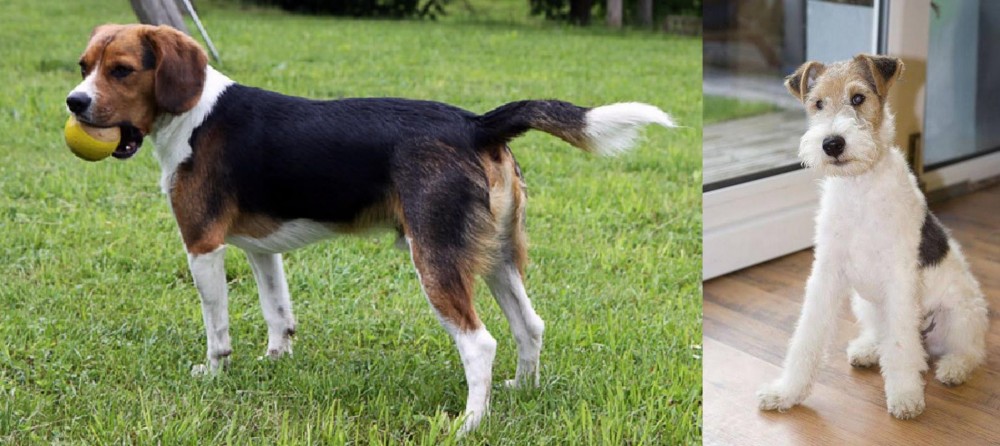 Wire Fox Terrier vs Beaglier - Breed Comparison