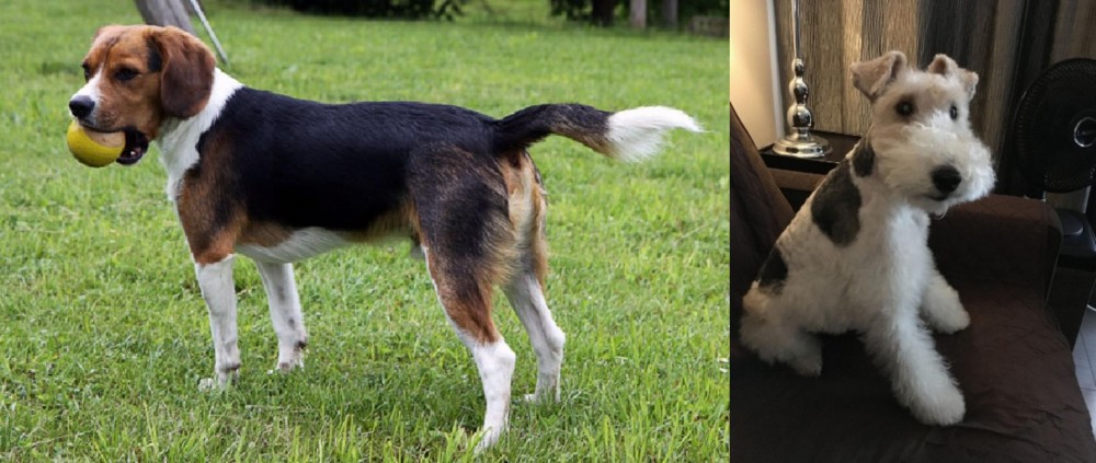 Wire Haired Fox Terrier vs Beaglier - Breed Comparison