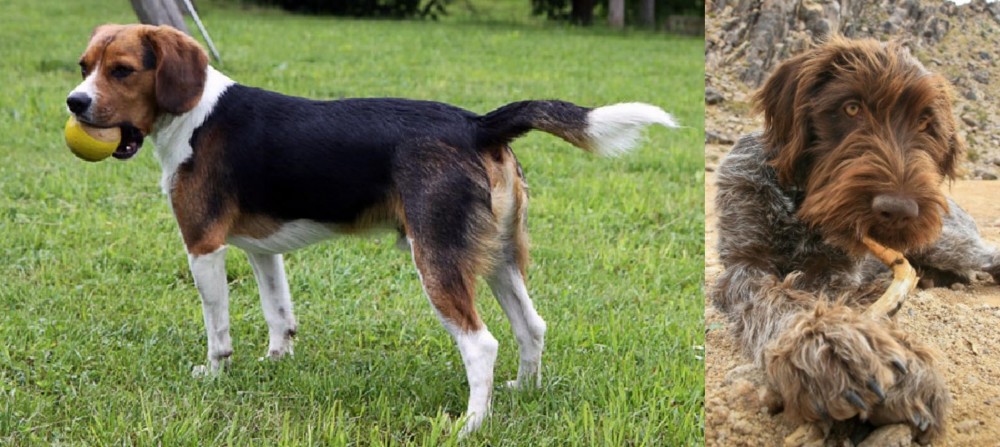 Wirehaired Pointing Griffon vs Beaglier - Breed Comparison