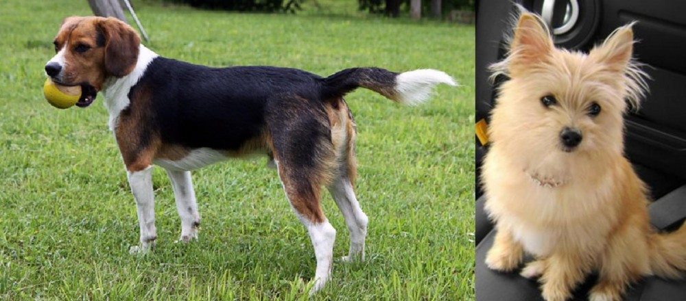 Yoranian vs Beaglier - Breed Comparison