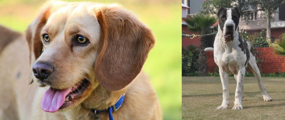 Alangu Mastiff vs Beago - Breed Comparison