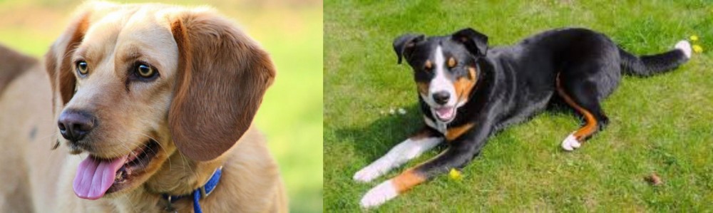 Appenzell Mountain Dog vs Beago - Breed Comparison