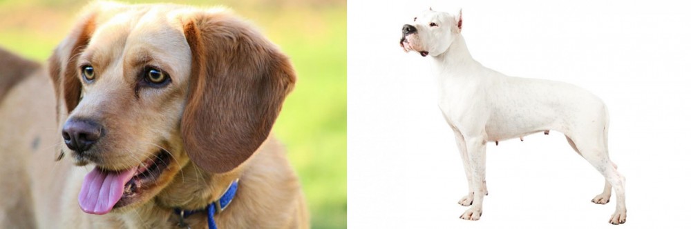 Argentine Dogo vs Beago - Breed Comparison