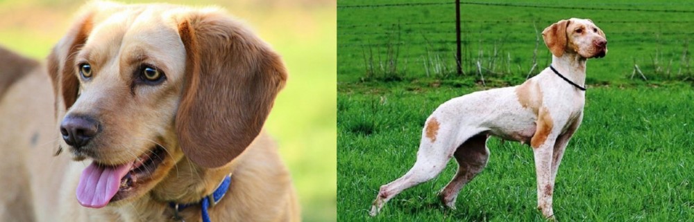 Ariege Pointer vs Beago - Breed Comparison