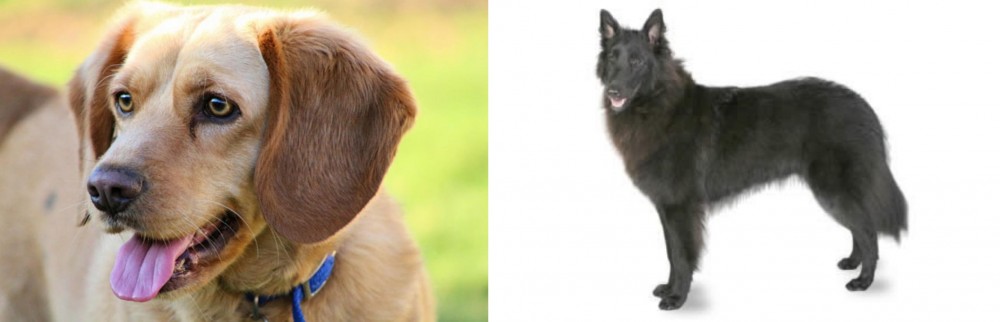 Belgian Shepherd vs Beago - Breed Comparison