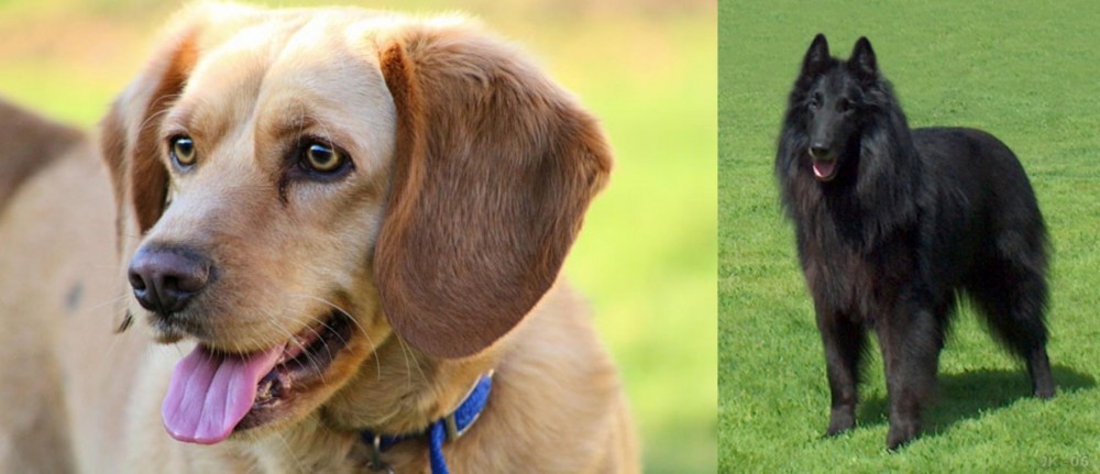 Belgian Shepherd Dog (Groenendael) vs Beago - Breed Comparison