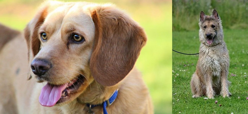 Belgian Shepherd Dog (Laekenois) vs Beago - Breed Comparison