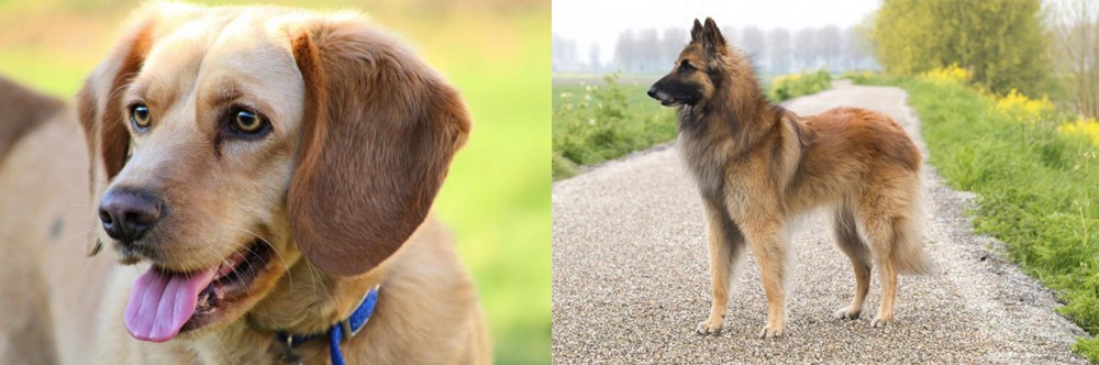 Belgian Shepherd Dog (Tervuren) vs Beago - Breed Comparison