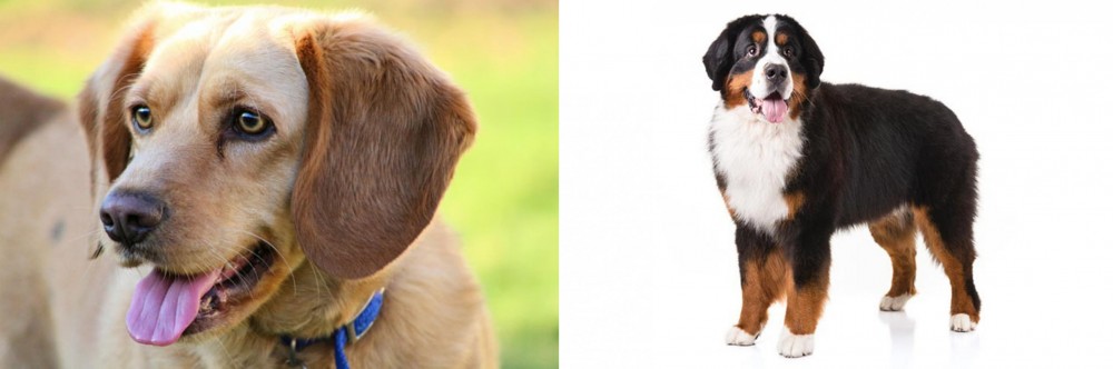 Bernese Mountain Dog vs Beago - Breed Comparison
