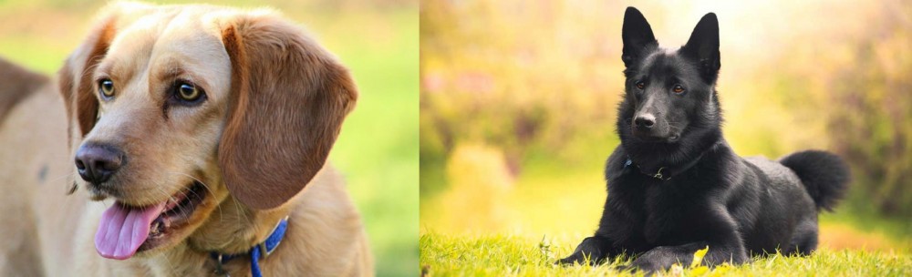 Black Norwegian Elkhound vs Beago - Breed Comparison