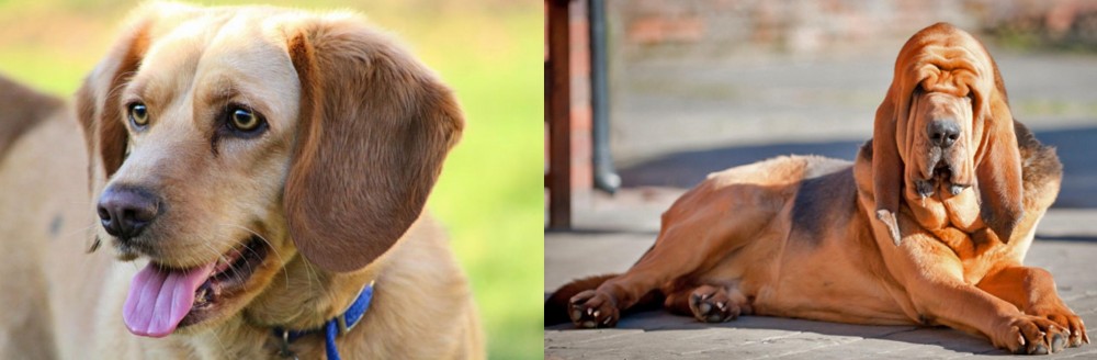 Bloodhound vs Beago - Breed Comparison