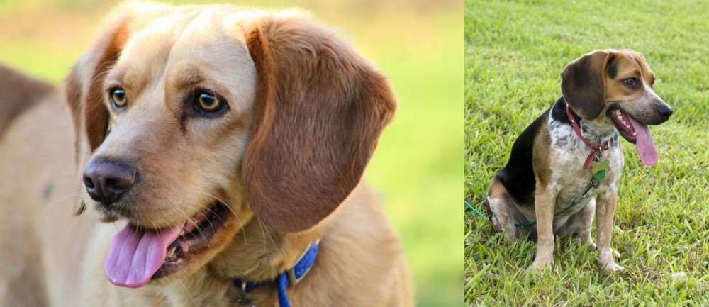 Bluetick Beagle vs Beago - Breed Comparison