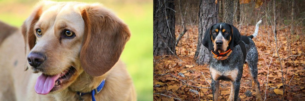 Bluetick Coonhound vs Beago - Breed Comparison