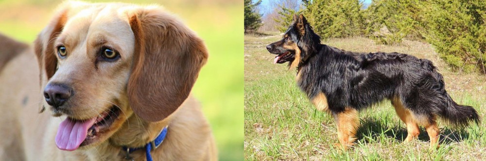 Bohemian Shepherd vs Beago - Breed Comparison